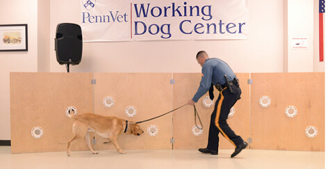 Scent detection K9 on the job 