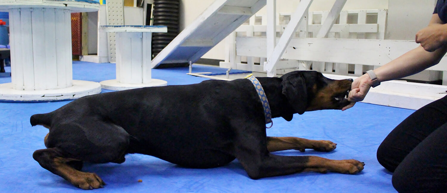 Fitness Training-Bo-Penn Vet Working Dog