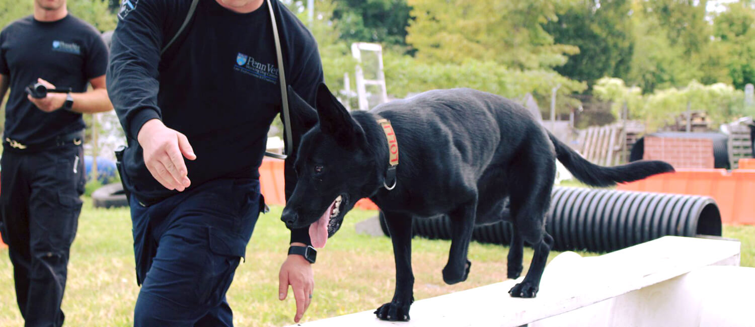 Training at the Working Dog Center