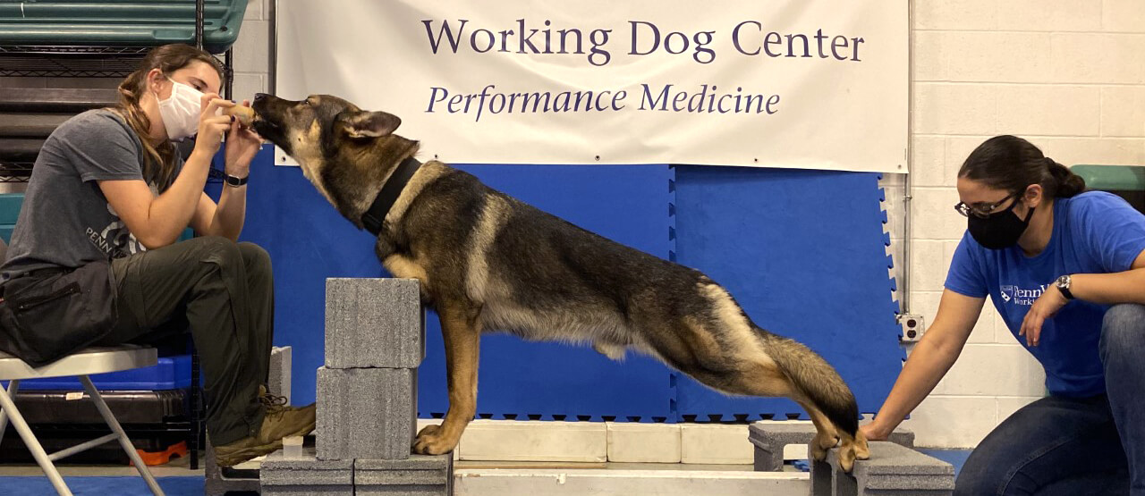 Performance Medicine at the Penn Vet Working Dog Center