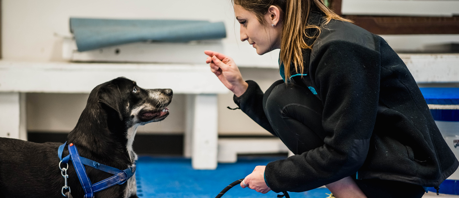 Working Dog Community Classes