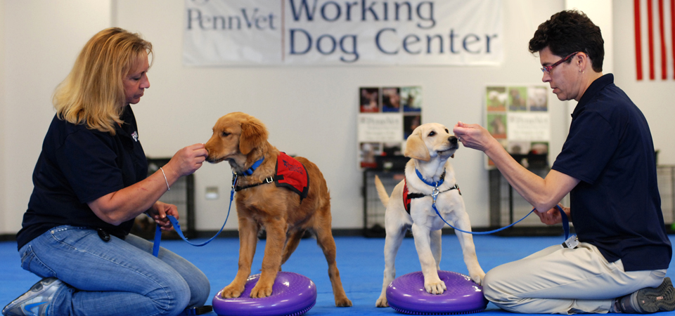 Penn Vet Working Dog Center