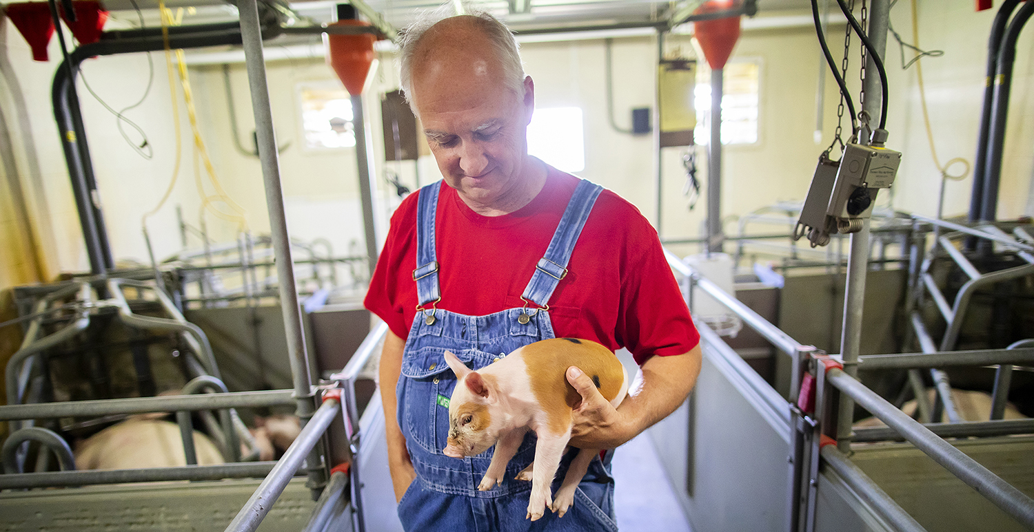 Dr. Tom Parsons holding a piglet in the swine facility