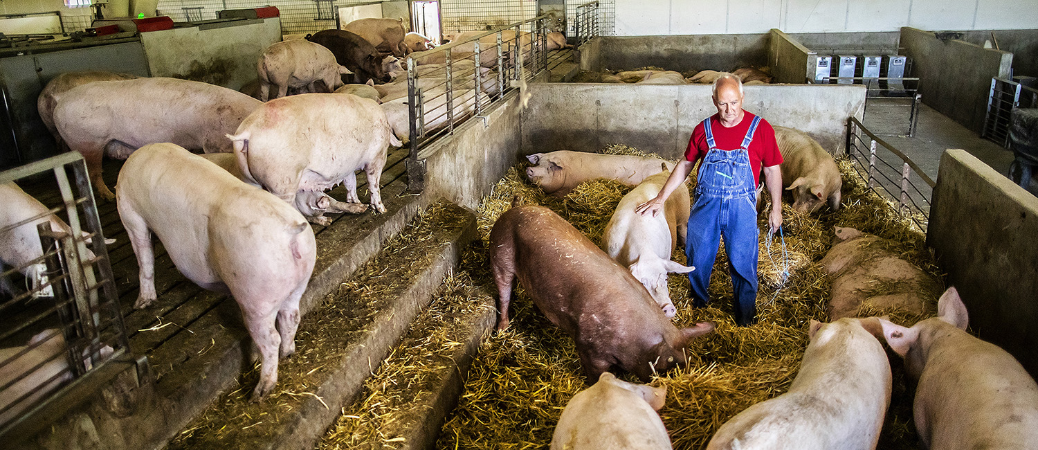 Dr. Tom Parsons evaluating swine, Penn Vet Swine Center