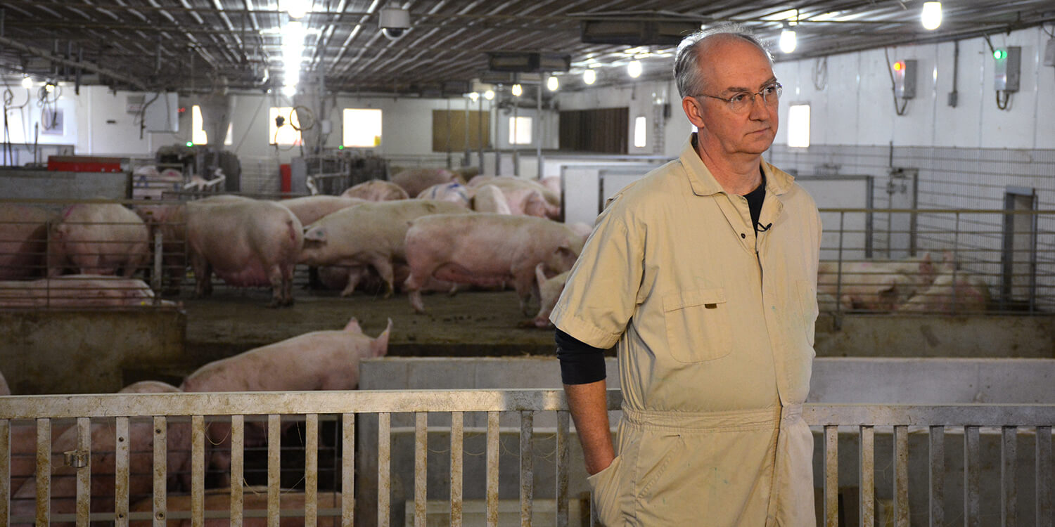 Dr. Tom Parsons inside Penn Vet&#39;s Swine Center