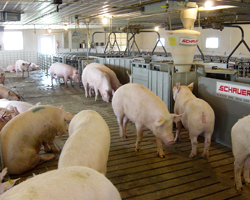 Penn Vet's Swine facility
