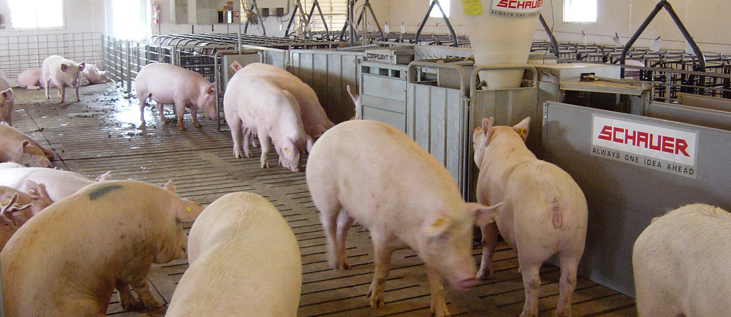 Electronic Swine Feeding