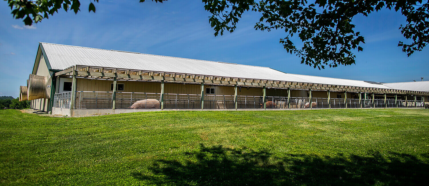 Swine Production Facilities at New Bolton Center