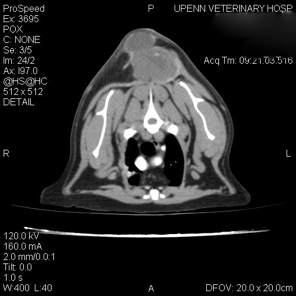 Feline Fibrosarcoma