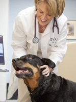 Penn Vet, Veterinary Clinical Investigations Center