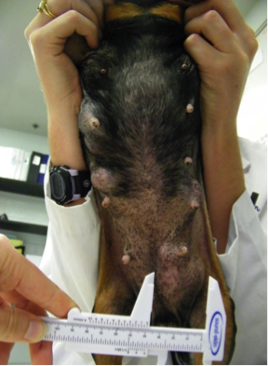 Pictures of mammary cancer in dogs