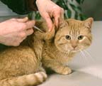 Cat being treated for Diabetes, Penn Vet