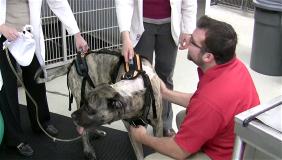 Zagan, English Mastiff, Neurology patient at Penn Vet, Wobbler's Syndrome