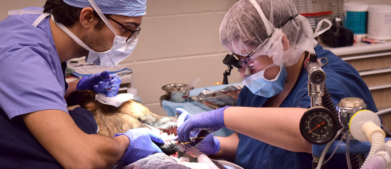 Dentistry Procedures at Penn Vet