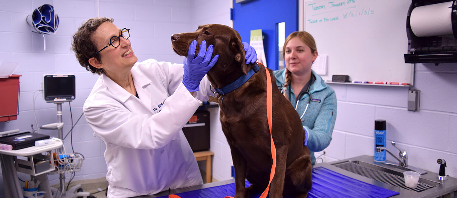Internal Medicine treats dogs and cats