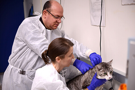 I-131 treatment for hyperthyroidism in cats