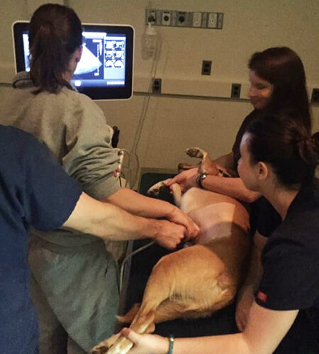 Ryan Patient Mango undergoing ultrasound
