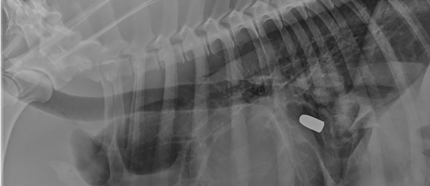 Penn Vet Radiology, bullet in dog thorax