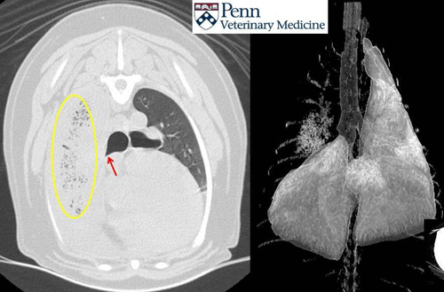 CT lung lobe torsion