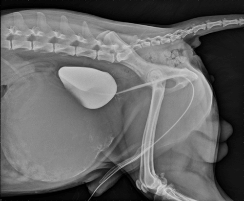 cystogram radiograph with paraprostatic cyst