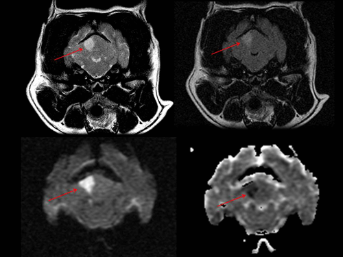Penn Vet MRI Brain Imaging