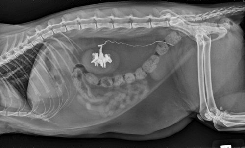 Pyelogram radiograph cat-ureteral stricture distal
