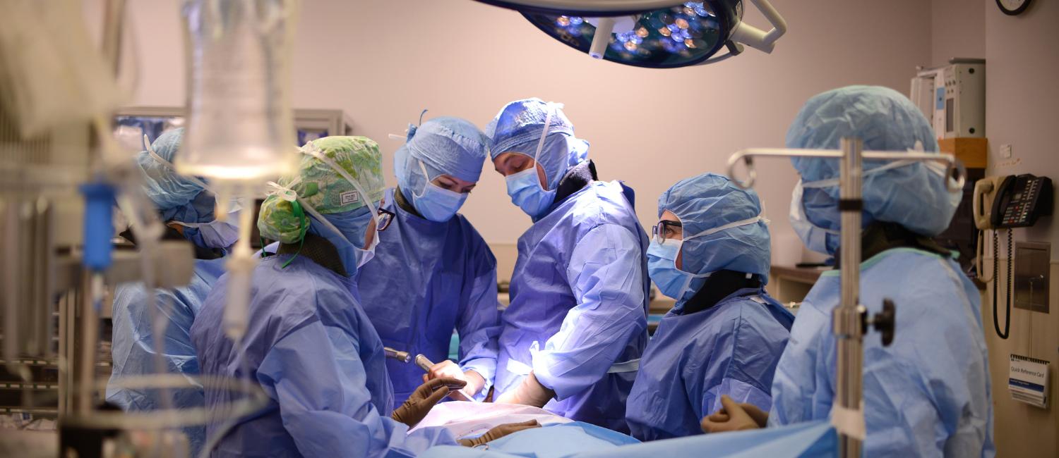 People performing an operation on an animal