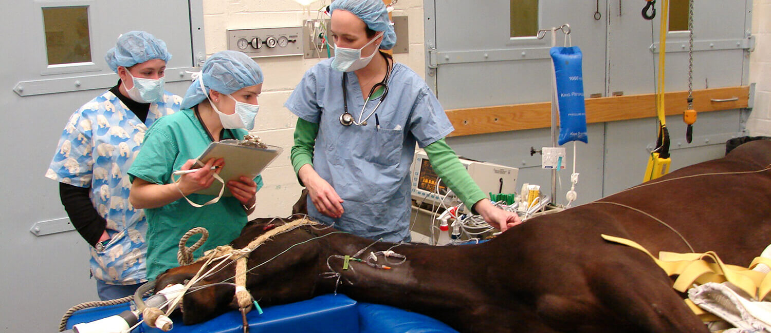 to-large-animal-anesthesia
