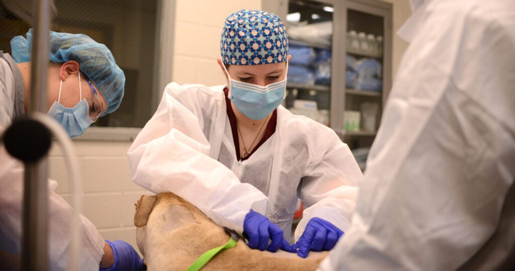 People operating on a dog.