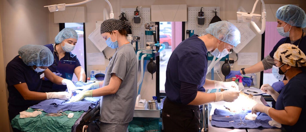 People in a clinical setting helping animals.