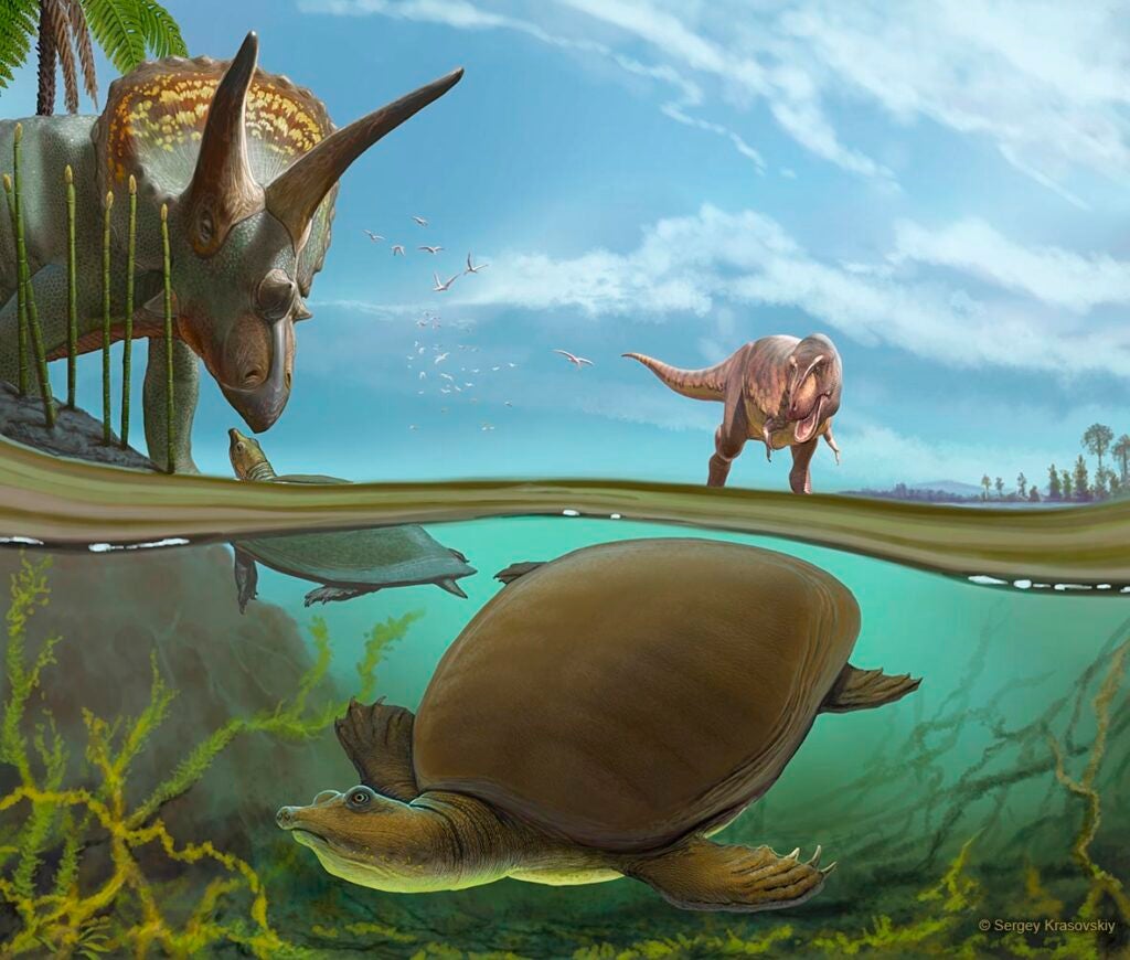 An imagined scene from the end of the Cretaceous Period, more than 66 million years ago, has the newly identified softshell turtle Hutchemys walkerorum dwelling alongside iconic species from the Age of the Dinosaurs.