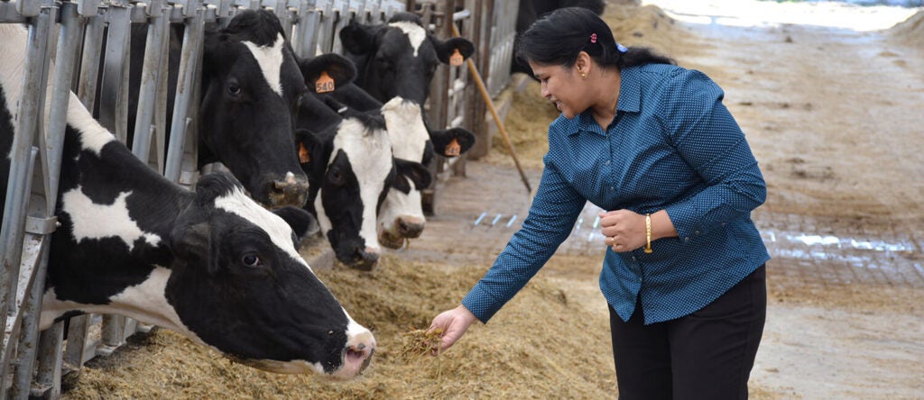 A woman feeding hay to cows.