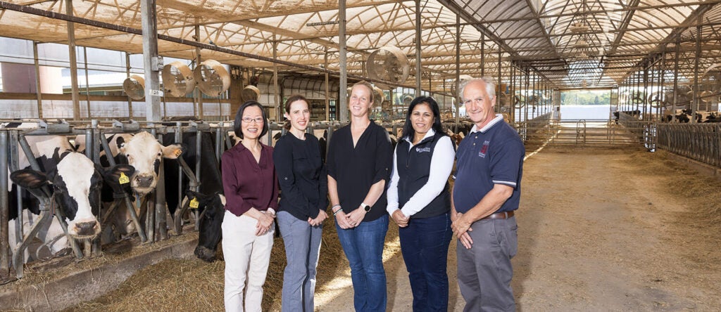 A group of people standing in a barn in front of a cow.
