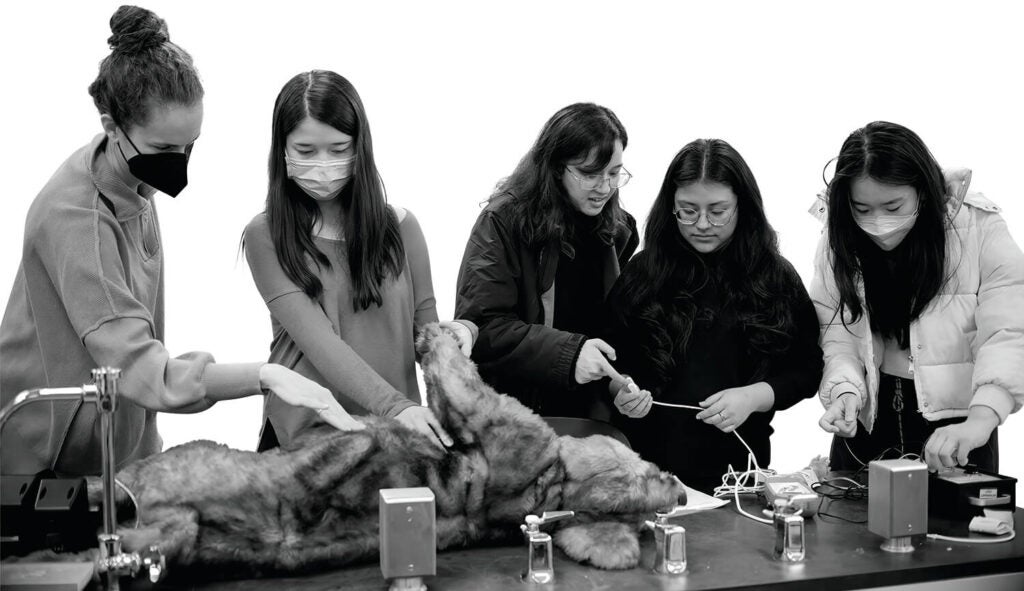 Student at Penn Vet practice clinical skills.