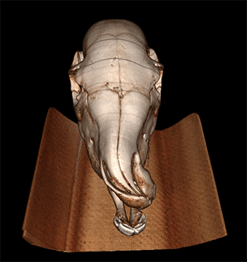 A ct scan of the horses skull.