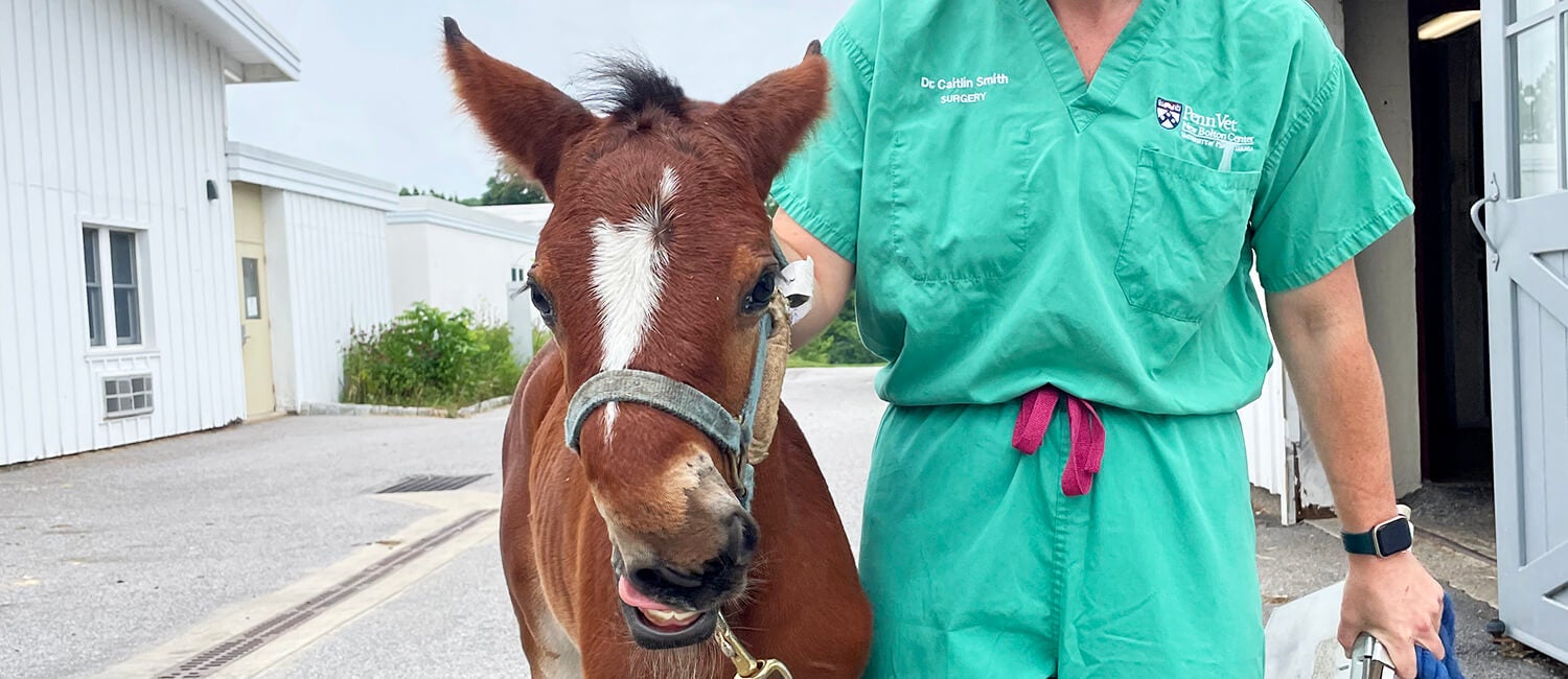 A brown horse horse with a crooked nose.