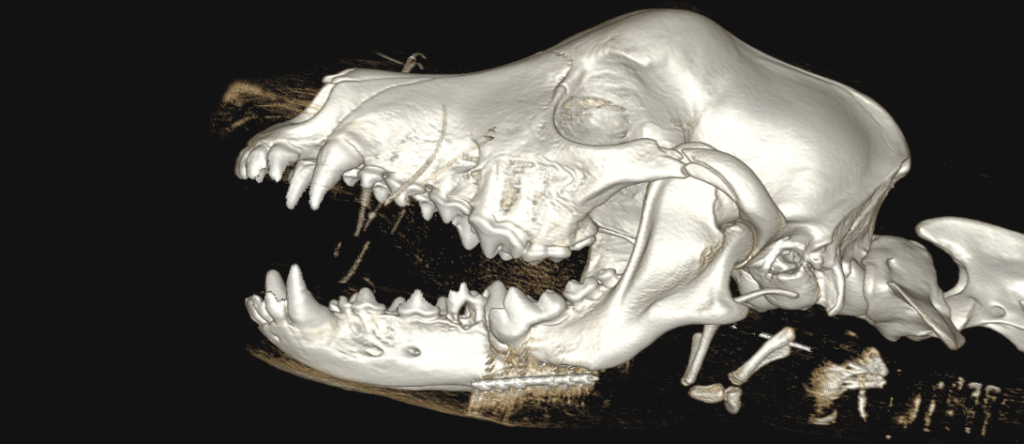 A CT image of a dogs skull.