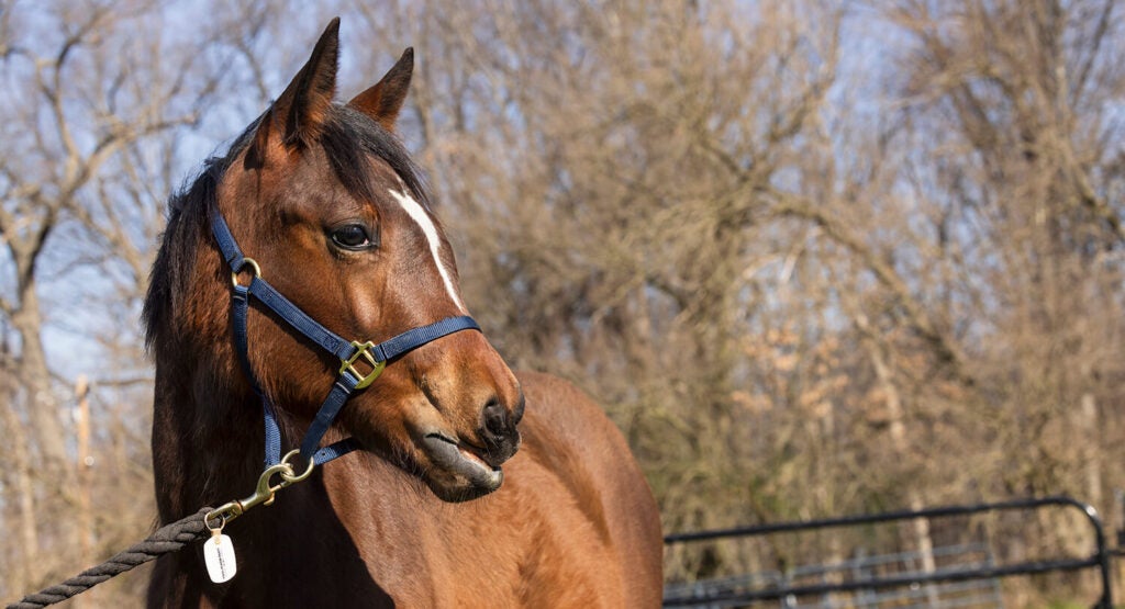 A brown horse in a field.