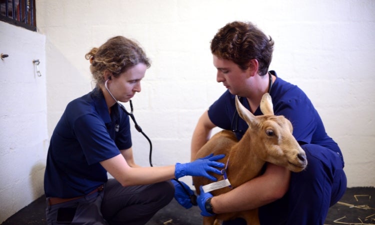 Dr. Daniela Luethy and fourth-year student Austin Castellano perform a physical exam on their patient. two people are examining a goat with a stethoscope