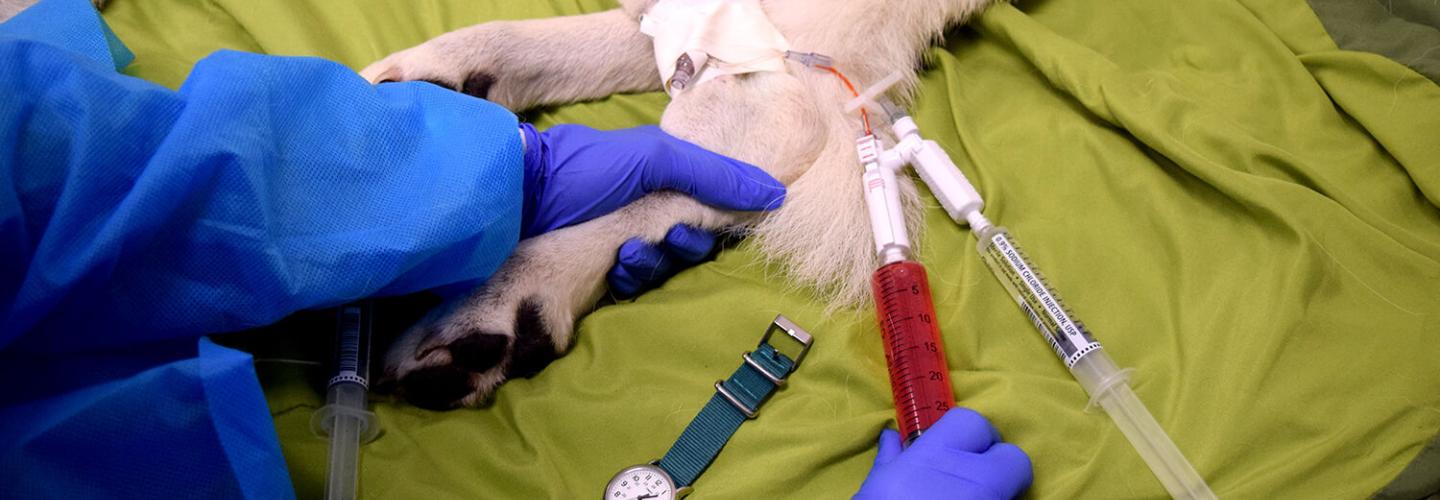 A person holding a dog's leg that has an IV in it.