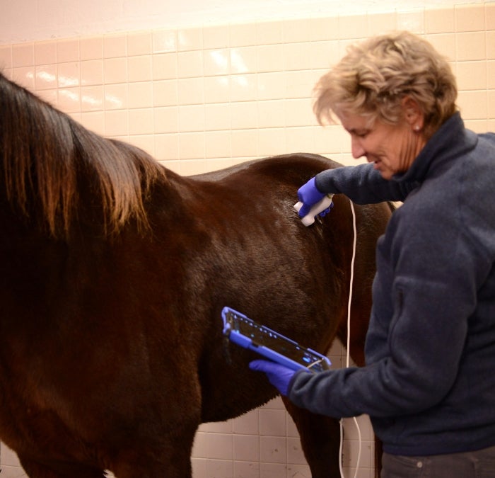 A person caring for a horse.