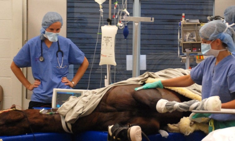 People performing an operation on a horse.