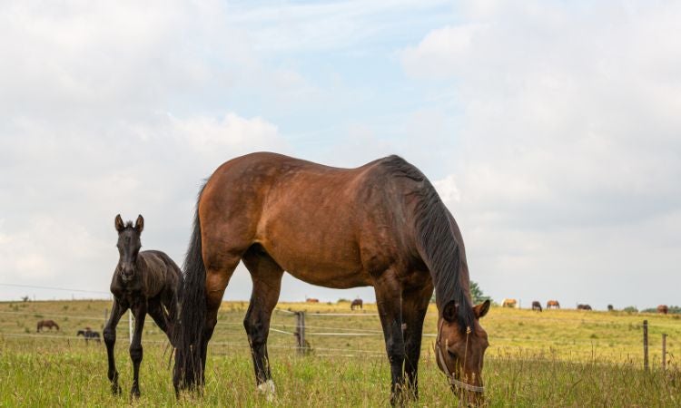 Horse and foal eating grass in a field.
