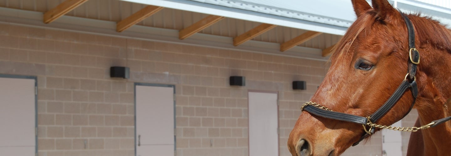 A horse standing in front of a building
