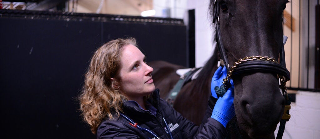 A person petting a horse.