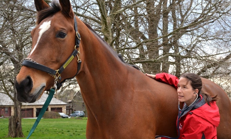A person listening to a horse's lungs.
