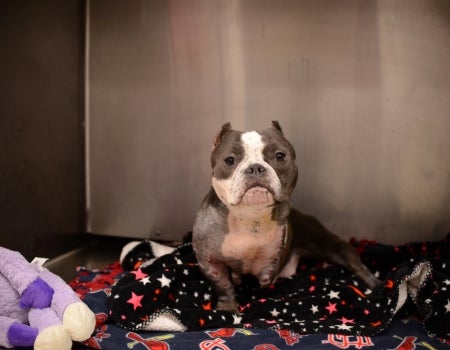 Mo rests comfortably in her cage following surgery to amputate her damaged leg. A dog with a hurt leg rests.