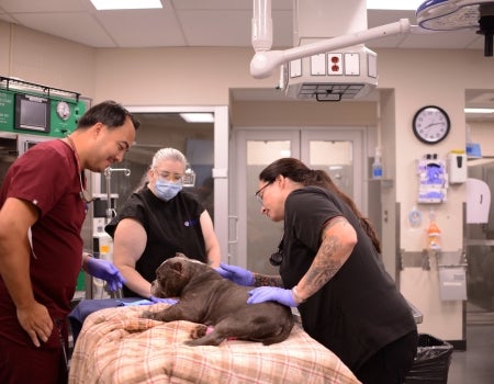Dr. Charles Garneau-So (left) and Dr. Catalina Montealegre (right) with Crystal Branch Wyman, LVT, examine Mo, a dog brought to Ryan Hospital through the Richard Lichter Charity for Dogs program, which gives shelter dogs world-class medical care. People helping a dog in a vet hospital.