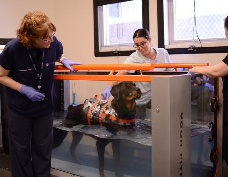 Two individuals are looking at a dog on an underwater treadmill.