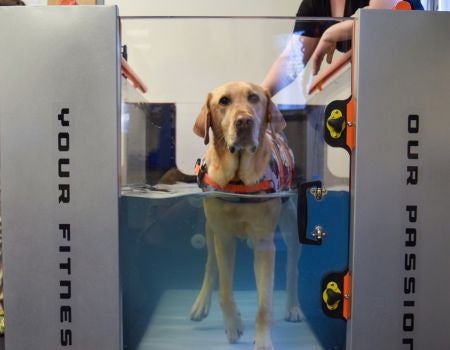 a dog doing an exercise on treadmill in a pool.